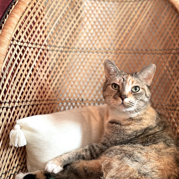 Meet your Posher, Caileigh - Picture 1 of 1